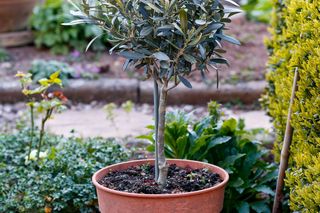 Drzewko oliwne w doniczce