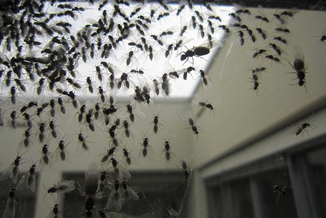 Latające mrówki atakują Bydgoszcz!