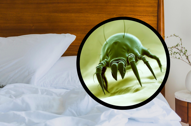 W twoim łóżku żyją tysiące pajęczaków