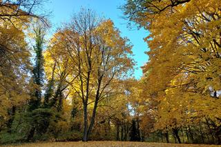 Złota polska jesień pod Bydgoszczą. Tak pięknie w ostromeckim parku chyba jeszcze nie było! [DUŻO ZDJĘĆ] 