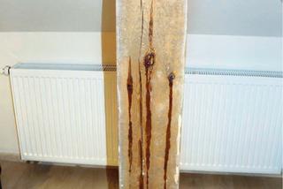 Szkodniki drewna zwalczanie: dezynsekcja drewna	