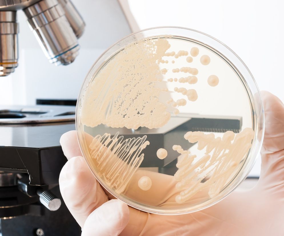 Candida albicans. Drożdżak, który wywołuje grzybicę