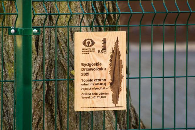 Masz ulubione drzewo w Bydgoszczy? Powiedz o nim wszystkim i zgłoś do konkursu