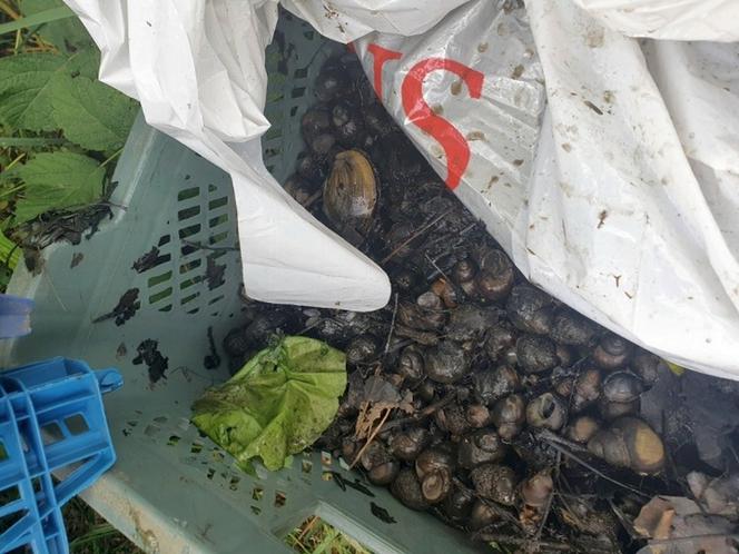 Szok! Wietnamczycy łowili ślimaki w rezerwacie przyrody