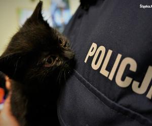 Bieruńska policja uratowała bezdomnego kotka