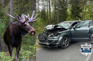 Kierowca audi potrącił łosia. Zderzenie zakończyło się śmiercią