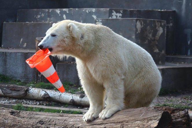 Zabawki dla zwierzaków w zoo