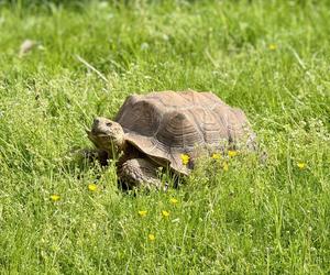 Szalone Małpki nagrywały teledysk w ZOO Leśne Zacisze pod Kielcami