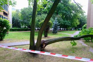 Drzewo runęło na blok i chodnik w Krakowie