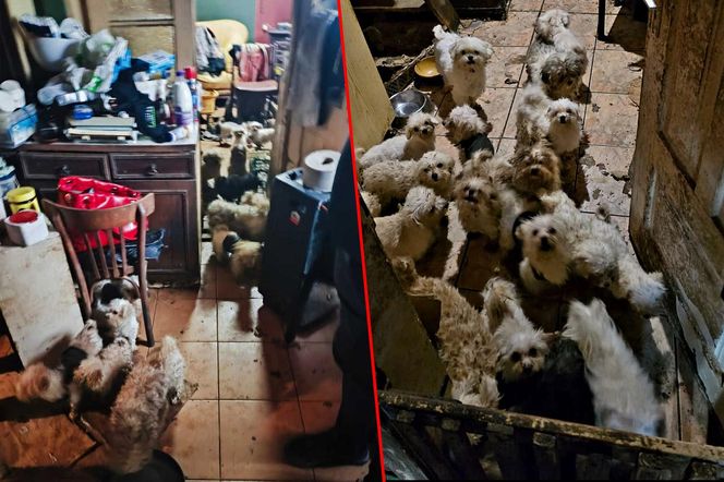 Koszmar w nielegalnej hodowli psów. Prawie 40 zwierząt w skandalicznych warunkach!