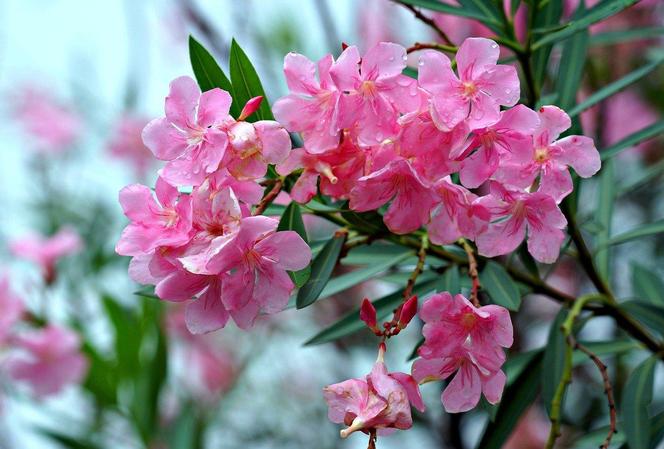 Oleander 