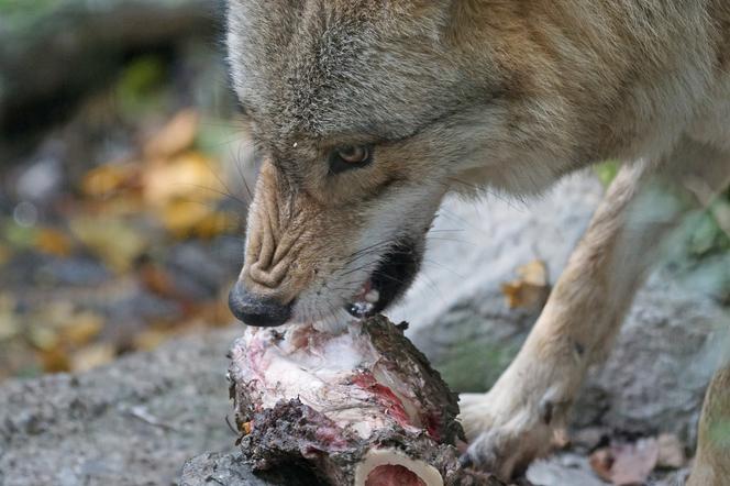 Gmina Hyżne ostrzega przed wilkami. „Mieszkańcy czują się zagrożeni”