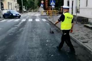 Policjanci ze Świecia eskortowali kaczą rodzinę