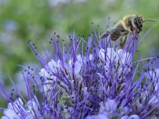 Łąki kwietne na Podkarpaciu