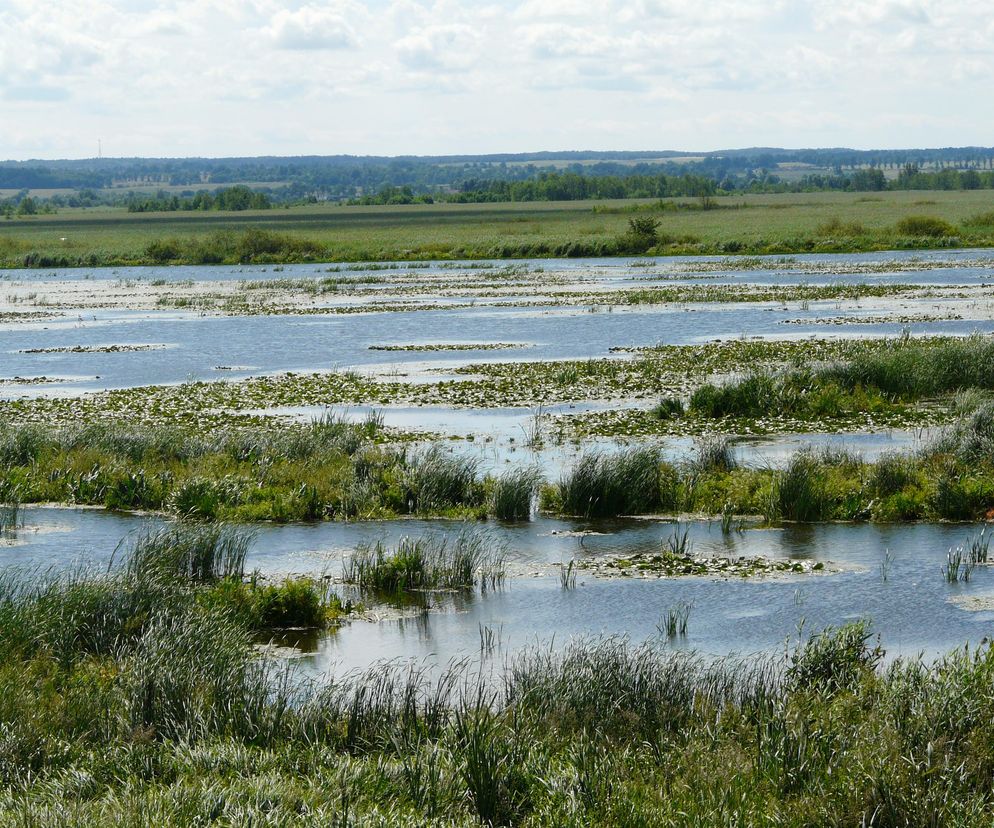 Rezerwat przyrody