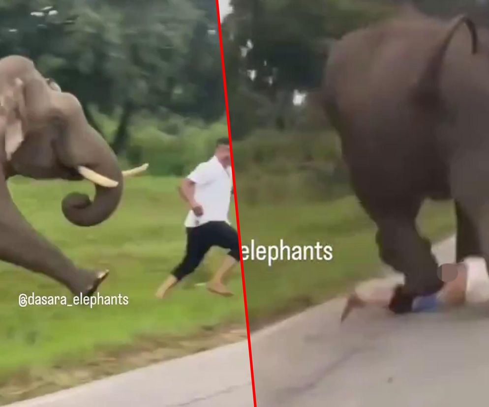 Turysta chciał selfie ze słoniem. Gorzko tego pożałował