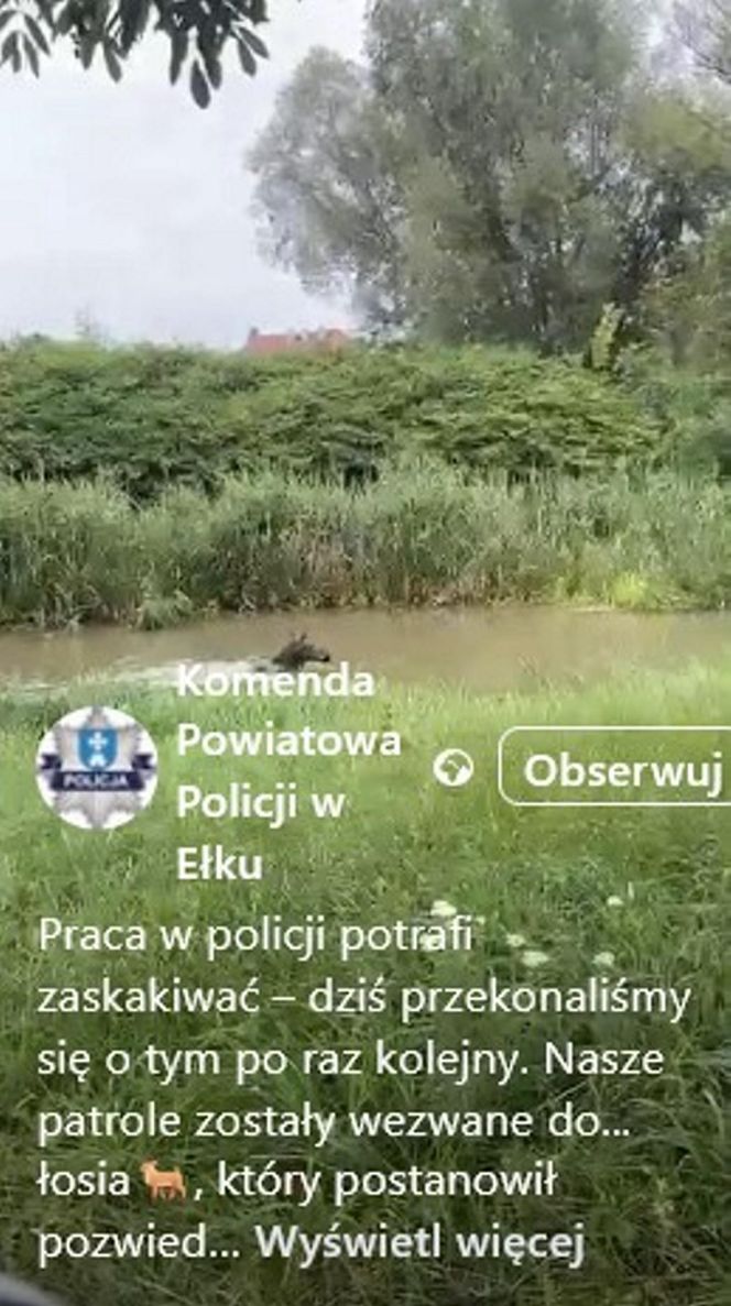 Łoś pływał w rzece i spacerował po Ełku! 
