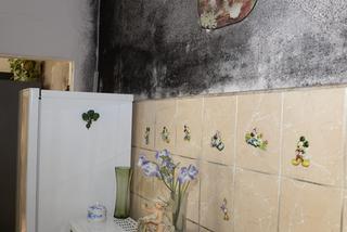 Ten grzyb nas zabije! Przerażające warunki w mieszkaniu komunalnym na Mińskiej.