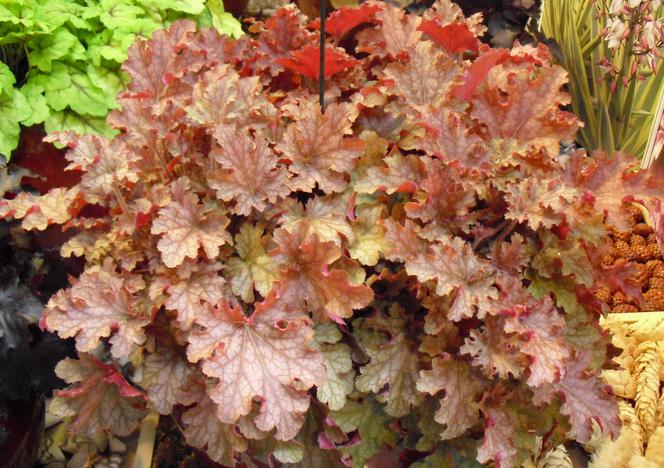 żurawka ‘Ginger Peach'
