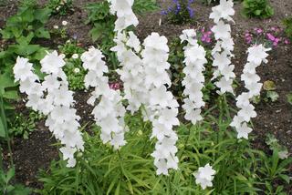 Białe kwiaty ogrodowe: dzwonek