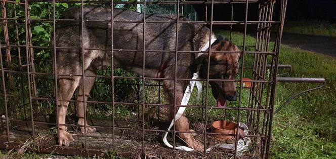 Pies WISIAŁ na płocie! Skomplikowana akcja ratownicza w Węgorzewie