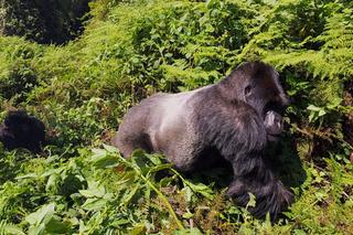 Niezwykła atrakcja wrocławskiego zoo! Spotkanie twarzą w twarz z gorylami górskimi 