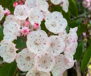 Kalmia to równie piękna kuzynka rododendrona. Kiedy kwitnie kalmia, czy jest trująca?