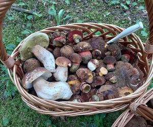 Taaaakie grzybobranie w Świetokrzyskiem. Królują borowiki szlachetne i ceglastopore