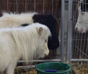 Tak wyglądał Zoopark 2024 w Lublinie! Zobacz zdjęcia