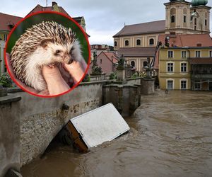 Żegnał się z ukochanym ośrodkiem po prawie 20 latach. Powódź nie zatrzymała ludzkich serc z drugiego końca kraju