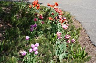 Wiosna na poznańskiej Cytadeli