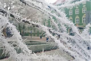 Zjawiskowa szadź w Szczecinie