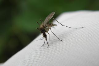 Mieszkańcy Lublina narzekają na komary. Ratusz zajmie się nimi, gdy... poprawi się pogoda [AUDIO]