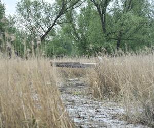 Warszawa. Wojsko wyciąga samolot, który wpadł do bagna