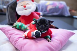 Świąteczny pies