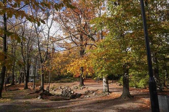 Park Wilsona