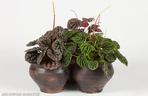Peperomia