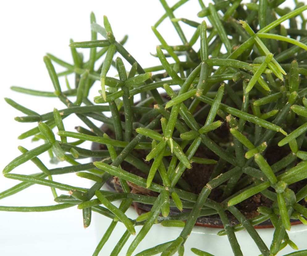 Rhipsalis cassutha