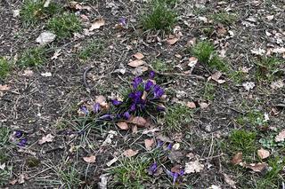 Krokusy w Szczecinie 