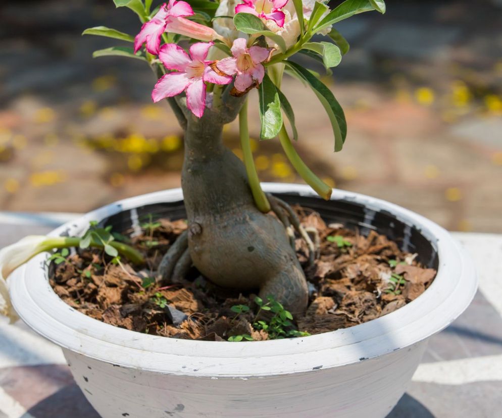 Róża pustyni (adenium)