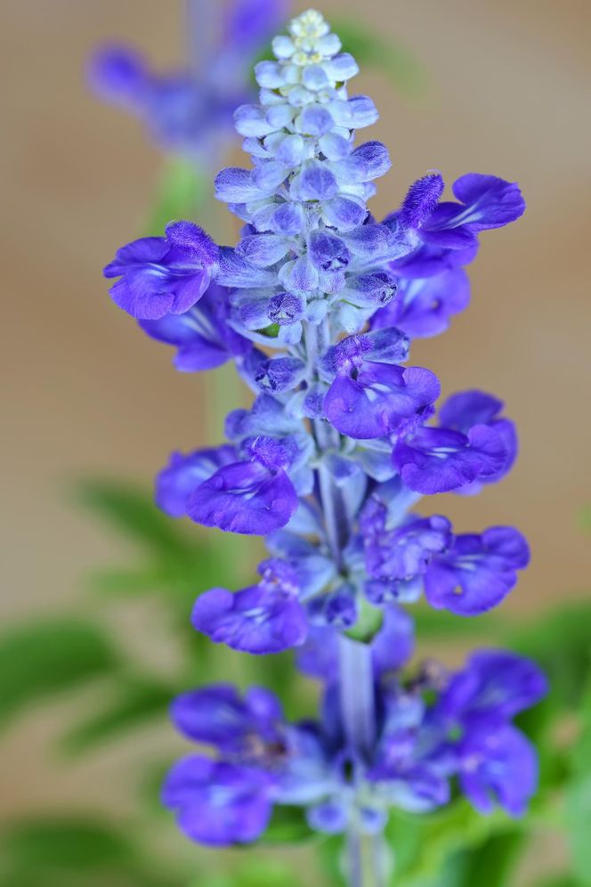Szałwia