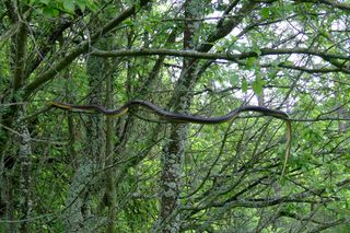 Eskulap: Jedyny polski wąż, który wspina się po drzewach