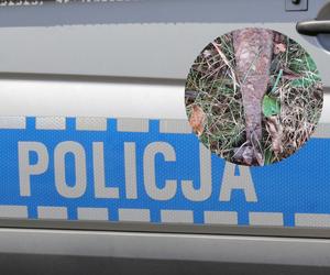 Niebezpieczne odkrycie na Mazowszu. Policja od razu ruszyła na miejsce