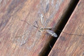 Dlaczego w tym roku nie ma komarów? To bardzo niepokojący znak