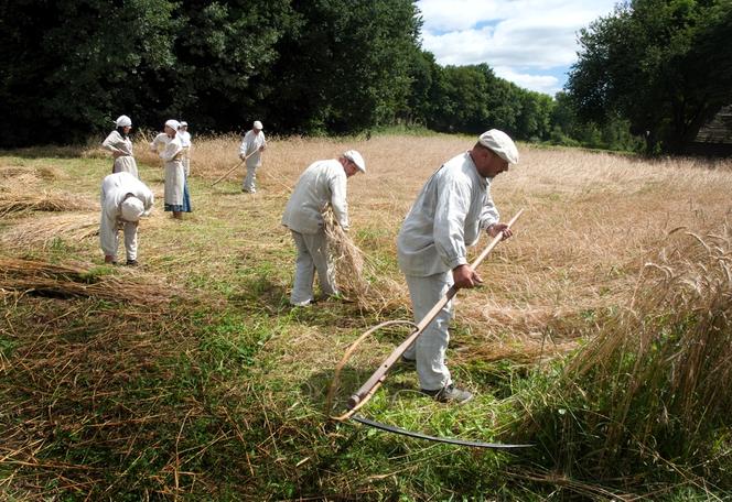 Na lubelskim skansenie w niedzielę zaczną się żniwa 