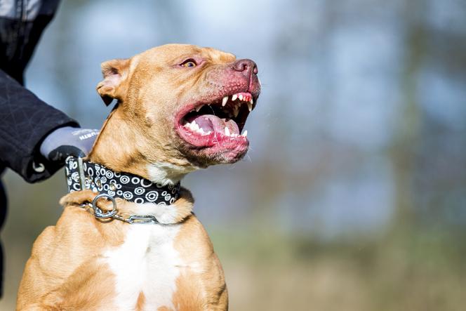 Horror! 10-latek zagryziony przez pitbulla. Psa zabił strzelec wyborowy