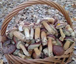 Prawdziwe skarby jesieni. Listopad to idealny czas na grzyby w Świętokrzyskiem? [Zdjęcia Waszych zbiorów]