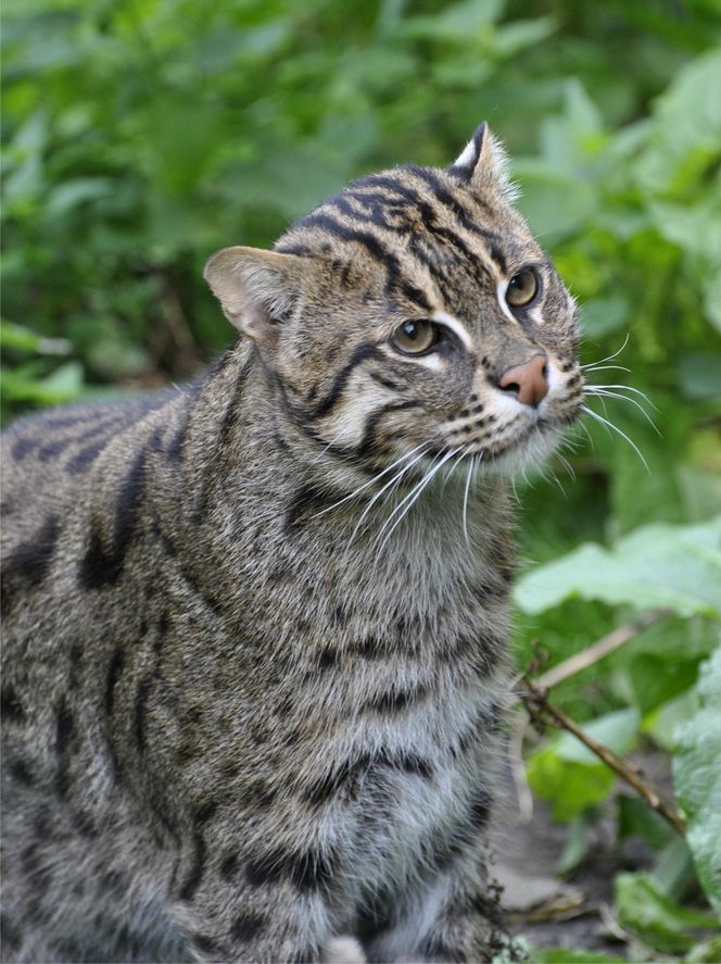 Taraje z Ogrodu Zoobotanicznego w Toruniu