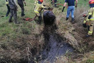 Krowa utknęła w błotnistym rowie. Bohaterska akcja strażaków pod Drawskiem