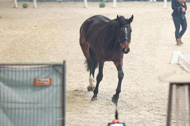 Czempionat Koni Ras Szlachetnych i Pokaz Ogierów Hodowlanych w Radzionkowie